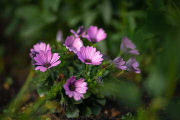 pink flowers in the garden