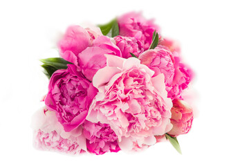 
Pink peonies on a white background