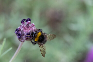 Wiesenhummel auf Lavendel frontal