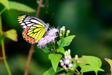 butterfly on flower