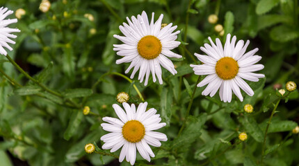 three white daisies with water droplets on the petals on a green background