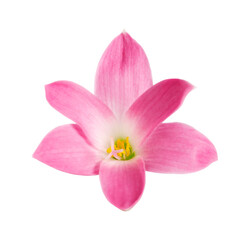 Naklejka na ściany i meble Pink rain lily flower, Pink flower blooming isolated on white background, with clipping path