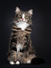 Majestic young adult black tabby blotched Norwegian Forestcat, sitting facing front. Looking curious straight to camera with yellow / green eyes. Isolated on a black background.