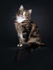Majestic young adult black tabby blotched Norwegian Forestcat, sitting side ways on edge. Looking curious beside camera with yellow / green eyes. Isolated on a black background. 
