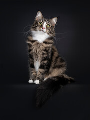 Fototapeta na wymiar Majestic young adult black tabby blotched Norwegian Forestcat, sitting facing front on edge. Looking curious beside camera with yellow / green eyes. Isolated on a black background. 