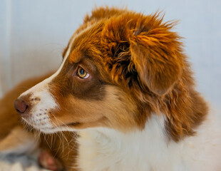 Australian Shepherd cute portrait