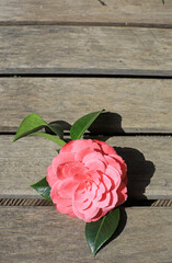 camelia flor rosa aislada sobre madera 4M0A0928-as20