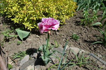 Pink flower of double fringed tulip in April