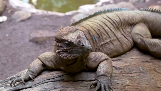 Australian iguana chilling on a rock in the sun, lizard sitting in the sun, dragon on a rock