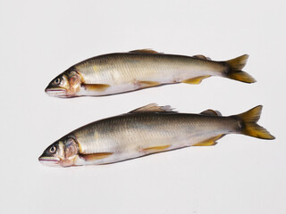 Obraz premium アユ