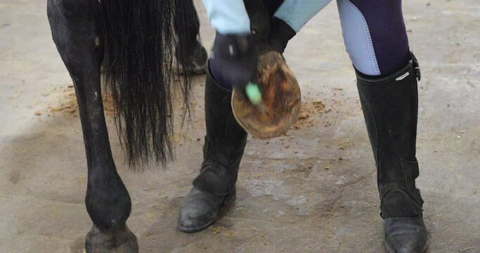 The rider is cleaning the hoof of horse before the training
