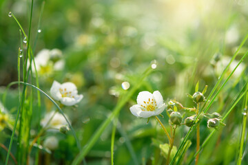 wild strawberry flower bushes in morning dew drops, bokeh on a green background with flowers, abstract background image. close-up of a blooming strawberry field.