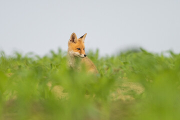 Red fox youngster sitting in the field.