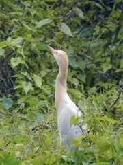 A white heron,brids is looking for food in the forest. Forest food.