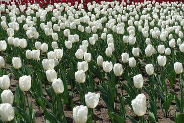 Snow white tulips in full bloom in April
