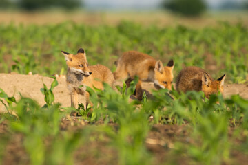 Group of red fox youngsters eating meat in the field.