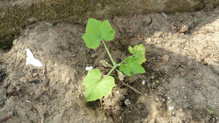 seedlings of squash in the greenhouse
