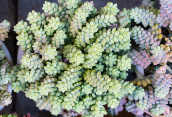 Miniature succulent plants (succulent cactus) at the garden