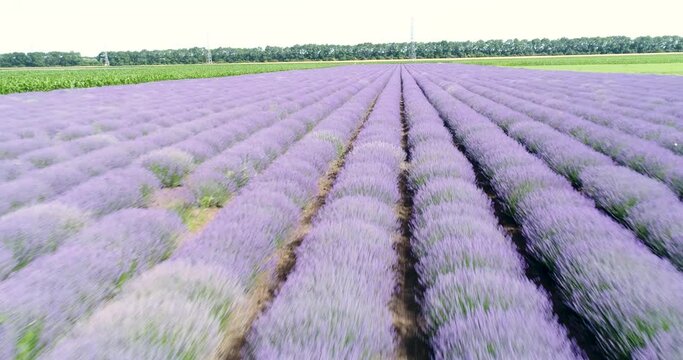 4k Aerial View Lavender Field Purple Flowers Beautiful Agriculture. Top view lavender field near Balchik, Bulgaria