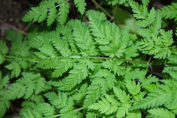 The leaves of the Cow Parsley or wild chervil.
