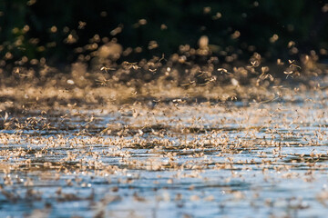 Annual swarm of long-tailed mayfly on Tisza river in Serbia. - obrazy, fototapety, plakaty