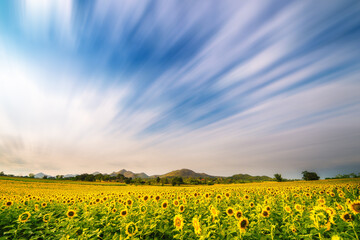 blooming sunflower field with cloud flowing motion on background with copy space
