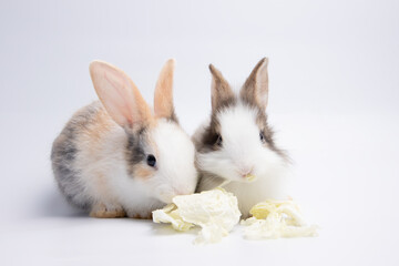 Little white and black rabbit eating cabbage on isolated white or old rose background at studio. It's small mammals in the family Leporidae of the order Lagomorpha. Animal studio portrait.