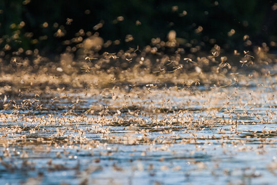 Annual Swarm Of Long-tailed Mayfly On Tisza River In Serbia.