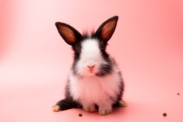 Little white and black rabbit sitting on isolated pink or old rose background at studio. It's small mammals in the family Leporidae of the order Lagomorpha. Animal studio portrait.