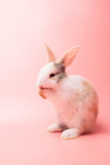 Little white and brown rabbit sitting on isolated pink or old rose background at studio. It's small mammals in the family Leporidae of the order Lagomorpha. Animal studio portrait.
