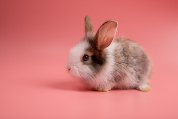 Little white and brown rabbit sitting on isolated pink or old rose background at studio. It's small mammals in the family Leporidae of the order Lagomorpha. Animal studio portrait.