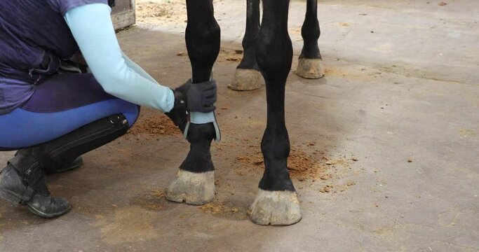 The horserider puts the boots on the horse's legs before training