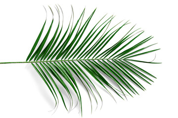 Green palm leaf isolated on white background close up.