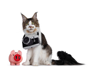 Cute young Maine Coon cat, sitting side ways beside a pink piggy bank. Wearing a toy photo camera around neck. Looking towards camera. isolated on white background.