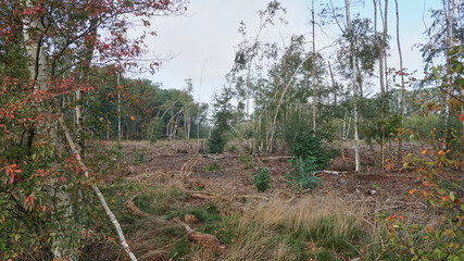 A clearing in the woods along a hiking trail in the countryside, the ground is littered with pieces of wood and branches from the trees that once stood here