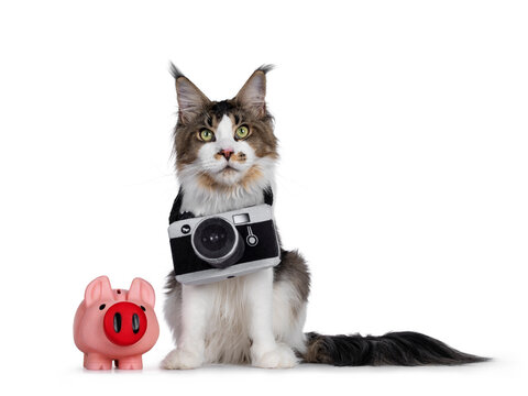 Cute young Maine Coon cat, sitting facing front beside a pink piggy bank. Wearing a toy photo camera around neck. Looking above camera. isolated on white background.