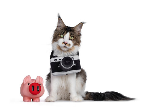 Cute young Maine Coon cat, sitting facing front beside a pink piggy bank. Wearing a toy photo camera around neck. Looking straight at lens. isolated on white background.