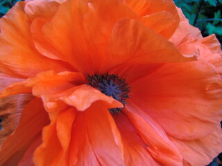 Red Poppy Flower Full Frame