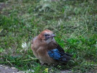 Jay chick that fell out of the nest sits on the grass