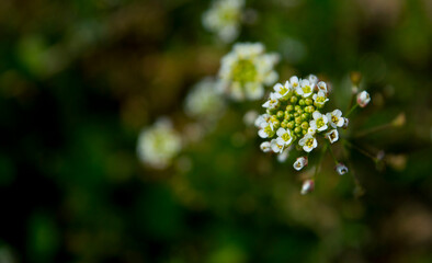 small white flowers _blooming and non blooming buds