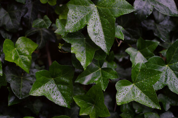 Close up of ivy leaves with waterdrops on them