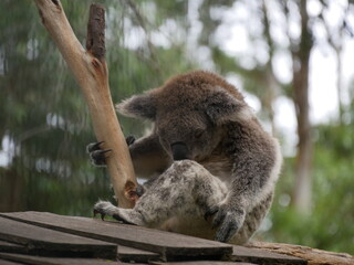 Koala relaxing in tree