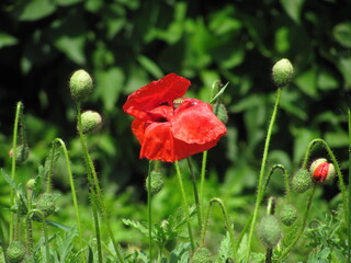 Obraz premium Red poppy flower