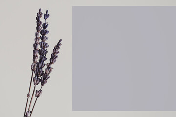 Background with dried lavender flower with space for text of purple color, text template