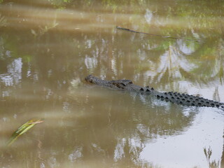 A giant swimming crocodile