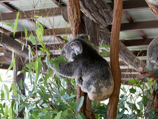 Koala grabbing leaves