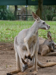 Naklejka na ściany i meble Mother kangaroo carrying joey