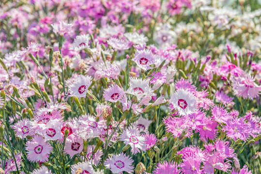 Closeup of China pink flowers blooming in a specialized Dutch flower seed nursery. The photo was taken in the spring season near the village of Sint-Annaland on the former island of Tholen.