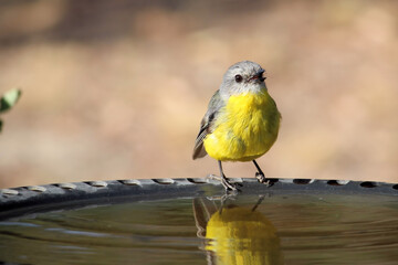 Eastern Yellow Robin (Eopsaltria australis), at bird bath, South Australia