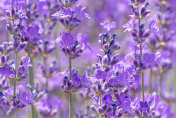 Obraz na płótnie Canvas Delicate lavender flowers close-up on a blurry background of blooming purple flowers. Flowering lavender background. Summer floral background. Soft focus.